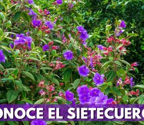 sietecueros-arbol-bogota