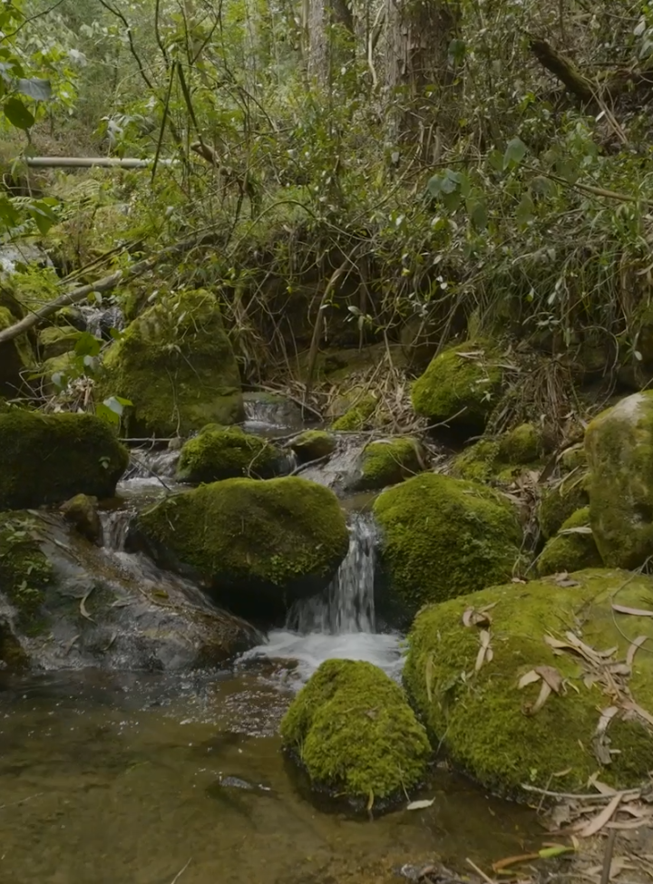 Quebrada la Vieja