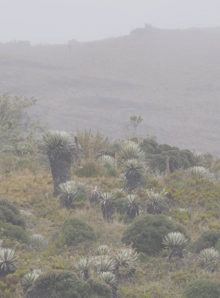 El frailejón