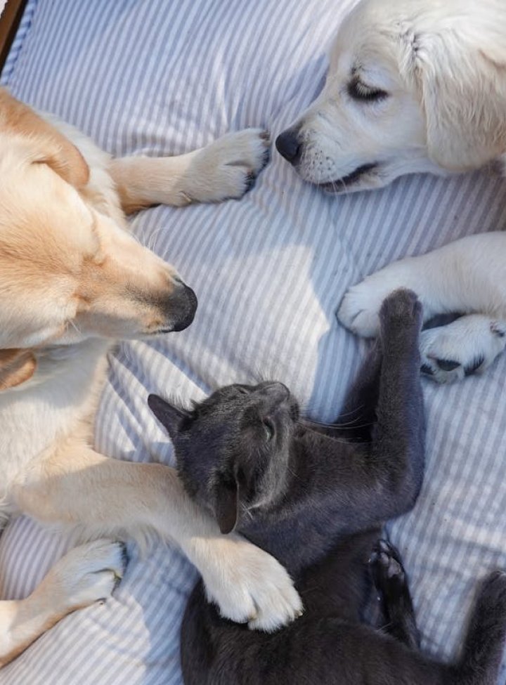 Dos perros y un gato acostados en una cama 