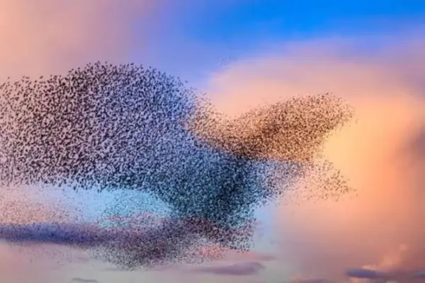 El cielo se mueve: el asombroso viaje de las aves migratorias