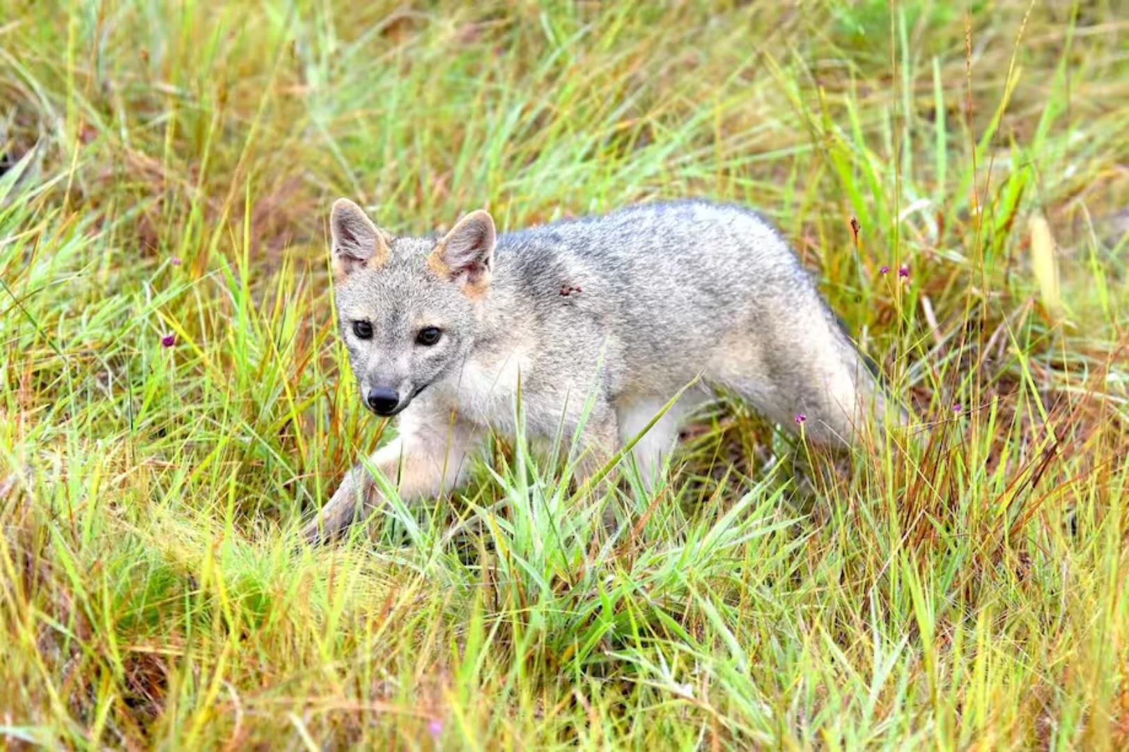 Cámaras trampa registran a un zorro perruno
