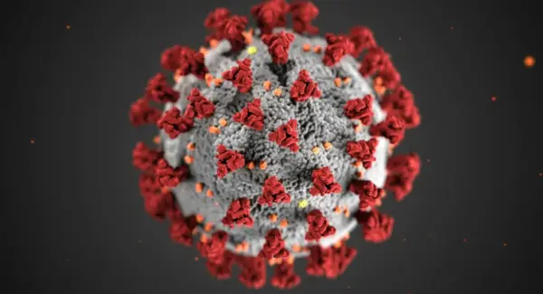 Hantavirus: qué es, síntomas y cómo Bogotá fortalece el monitoreo epidemiológico
